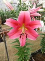 [4431 PO28 Imprato No02.JPG]